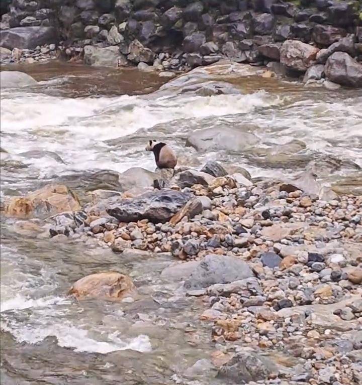 皇冠皇冠平台_游客在陕西龙吟峡偶遇大熊猫过河皇冠皇冠平台,景区:系纯野生秦岭大熊猫,今年首次发现