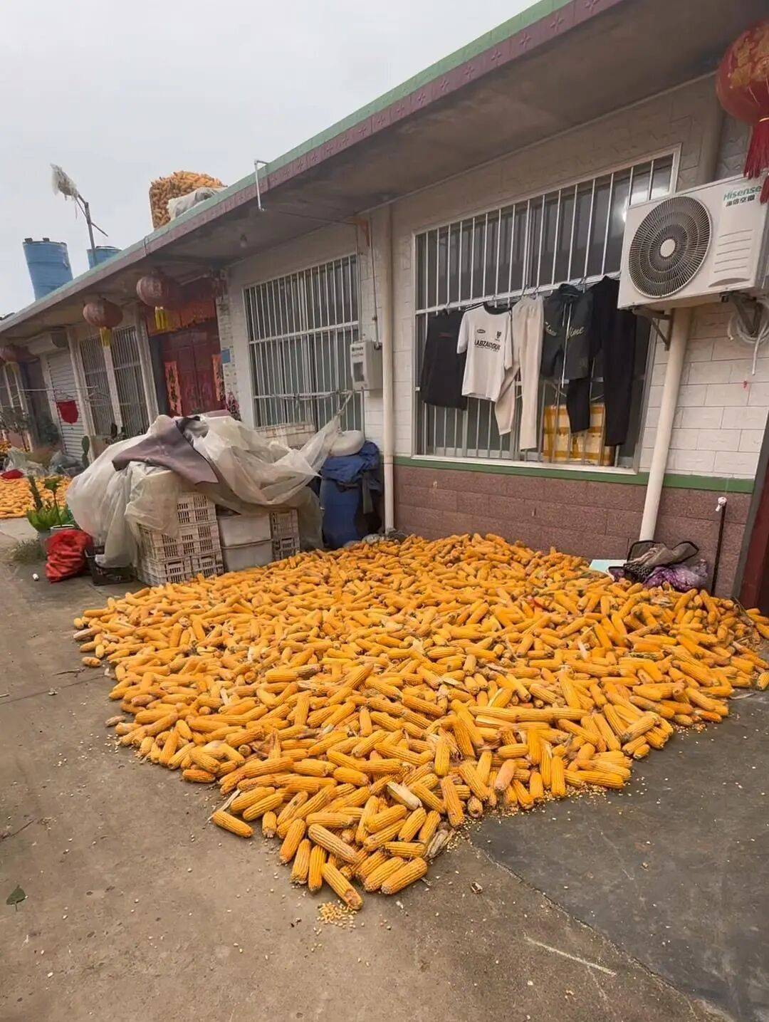 皇冠信用网登1_山东一大学生国庆8天假掰了7天半玉米皇冠信用网登1,本人称“自己多弯一次腰父母就少吃一点苦”