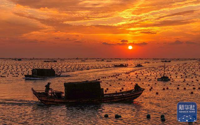 皇冠信用网足球代理
_山东荣成:鲍鱼收获忙