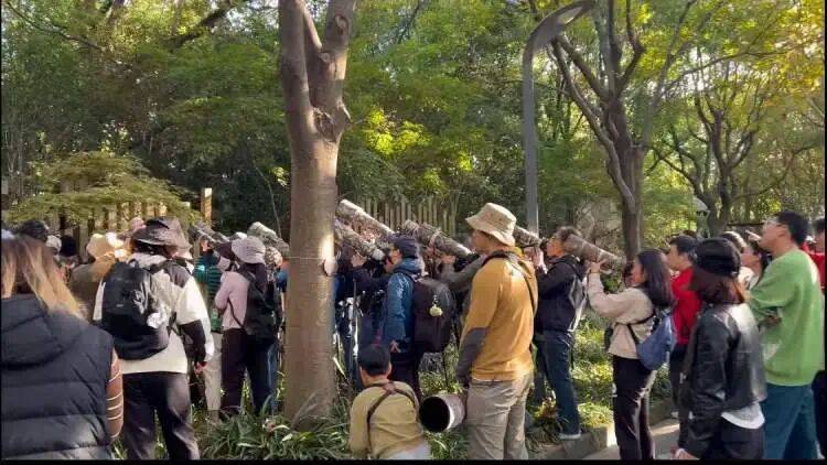 皇冠球网怎么做代理
_百年罕见!首次在上海被目击皇冠球网怎么做代理
,有人专门从北京“打飞的”赶来