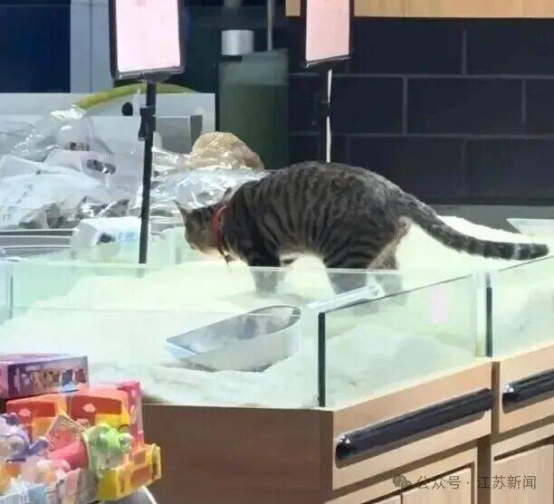 怎么申请皇冠信用网代理_猫在散装大米里排泄怎么申请皇冠信用网代理，又用大米掩盖，涉事超市：已消杀更换新米