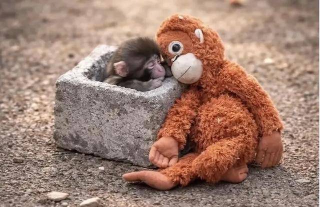 皇冠信用网出租
_毛绒玩具当妈妈皇冠信用网出租
,被全世界心疼的小猴还有救