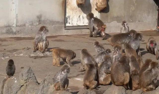 皇冠信用网出租
_毛绒玩具当妈妈皇冠信用网出租
,被全世界心疼的小猴还有救