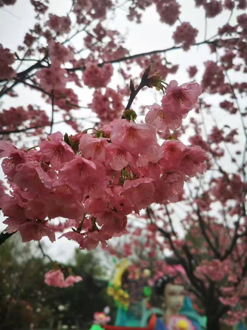网上买球怎么买
_20℃!湖北大部雨水退场三日网上买球怎么买
,抓紧赏花!下一轮雨已安排