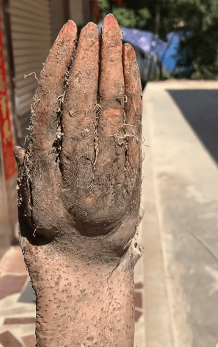 信用盘如何申请_村民在菜地挖出“手掌山药”信用盘如何申请,五指形状清晰还有“指甲盖”,有人出价8千购买被拒