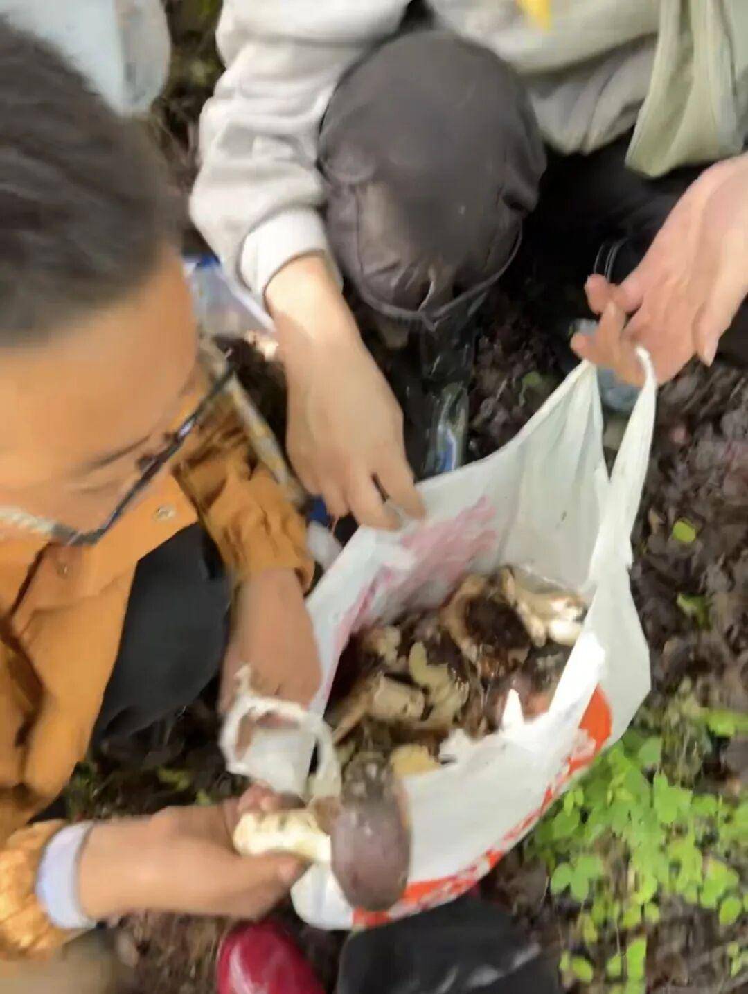 如何申请皇冠代理_情侣川西旅游如何申请皇冠代理,辛苦采摘10斤菌子,遇到当地小孩哥果断扔掉8斤,当事人:他丢的时候好潇洒